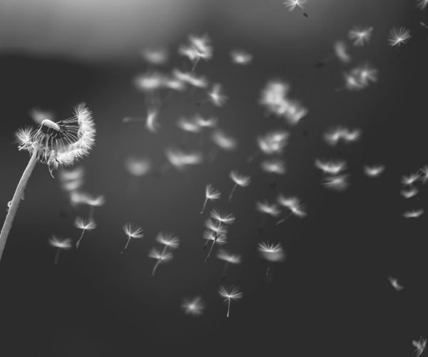 saad-chaudhry-YNM4KStg78I-unsplash-modified saad-chaudhry-YNM4KStg78I-unsplash-modified
